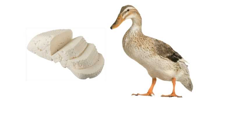 do-ducks-like-cheese