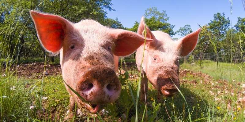 eggs for pigs