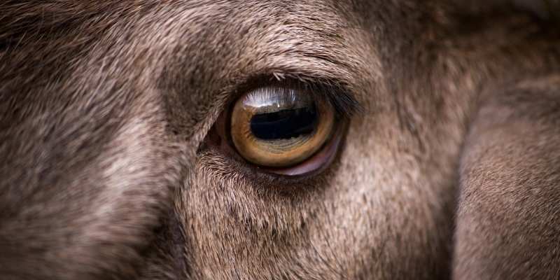 Rectangular Pupils