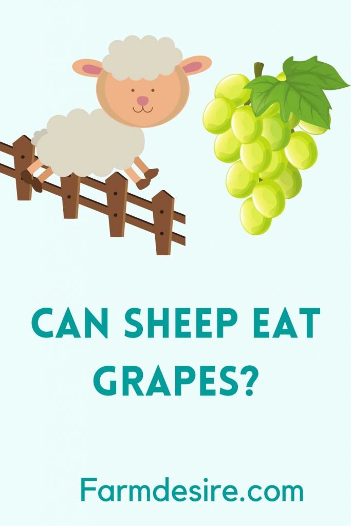 Can Sheep Eat Grapes? 3 Ways to Feed grapes for sheep