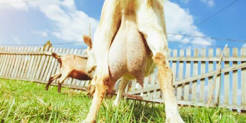 milk-production-in-goats