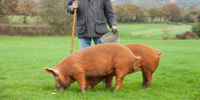 red pig breeds