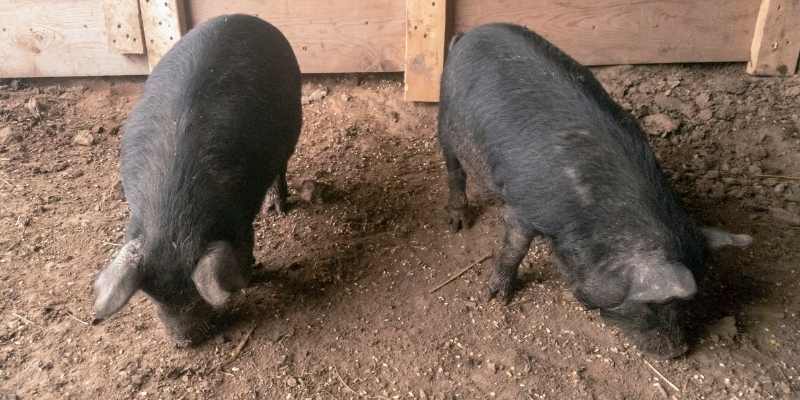 10 Small Pig Breeds that Look Cute American-Guinea-Hog