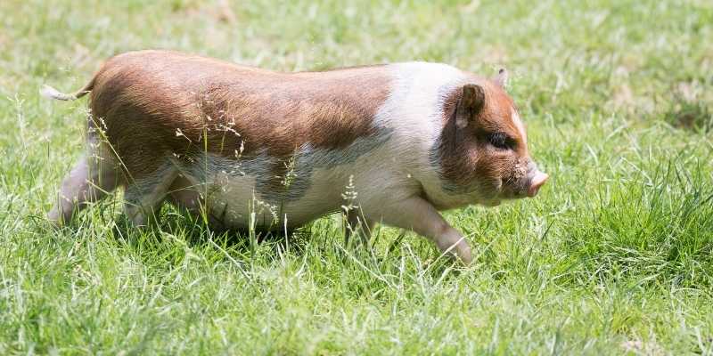 10 Small Pig Breeds that Look Cute American-Mini-Pig