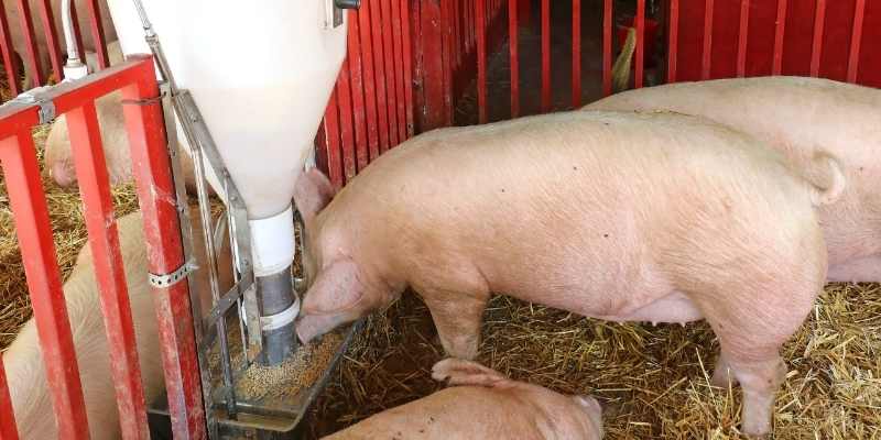 Best Pig Feeder