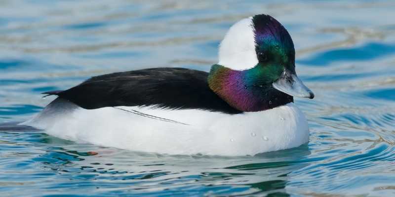 11 Ducks that Can Swim Underwater Bufflehead