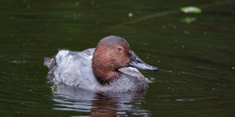 11 Ducks that Can Swim Underwater Canvasbacks