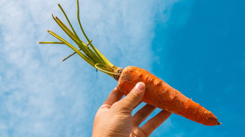 How to Grow Carrots Organically?
