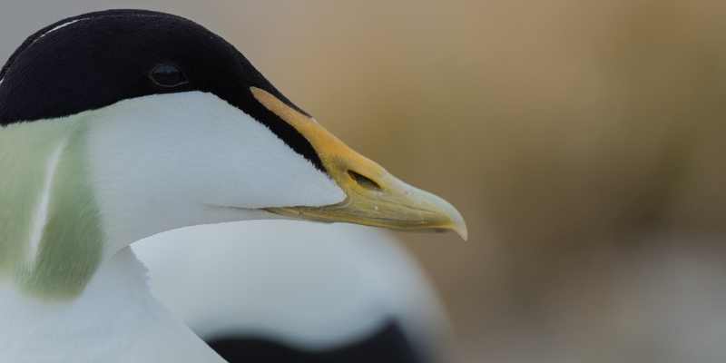 Ducks that Can Swim Underwater