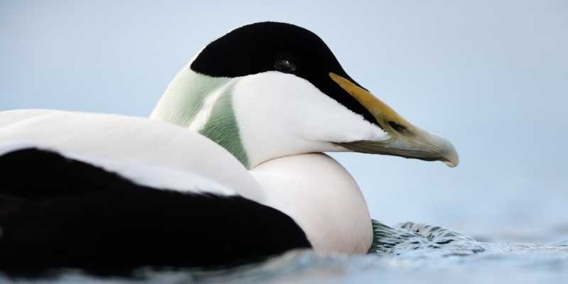 11 Ducks that Can Swim Underwater Eiders