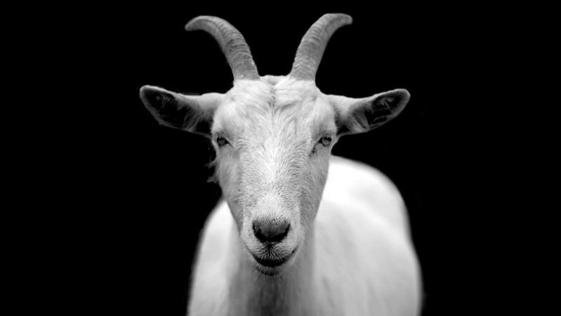 Goat Hoof Care, Foot Rot Prevention, and Trimming