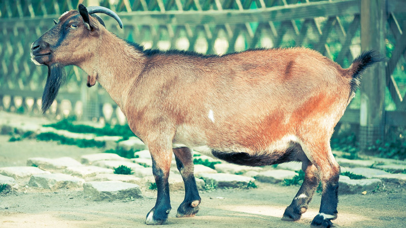 Goat Hoof Care, Foot Rot Prevention, and Trimming