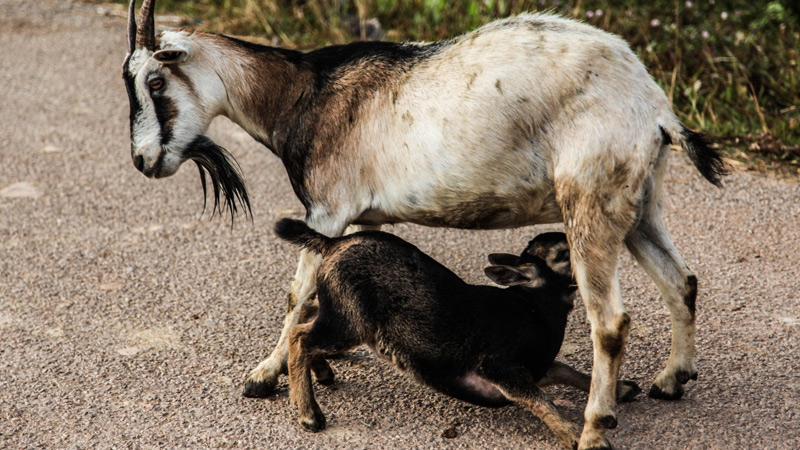 Goat Hoof Care, Foot Rot Prevention, and Trimming