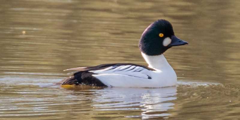 11 Ducks that Can Swim Underwater Goldeneyes