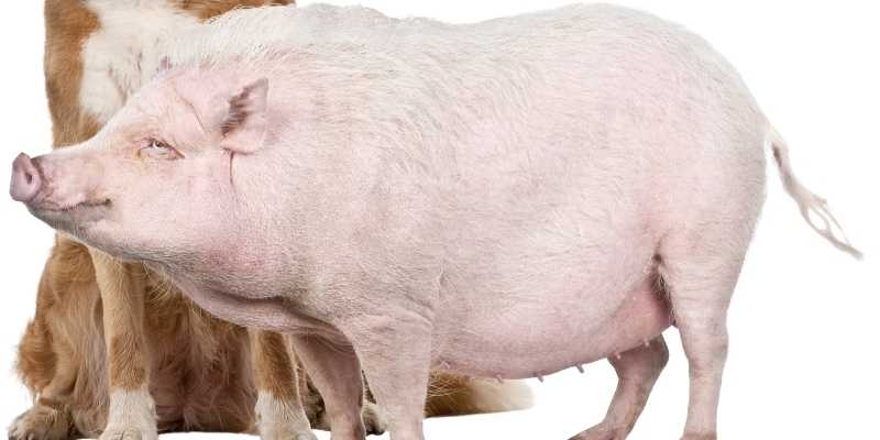 10 Small Pig Breeds that Look Cute Gottingen-Mini-Pig