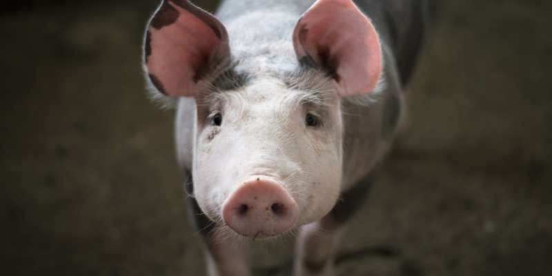 10 Small Pig Breeds that Look Cute Juliana-pig