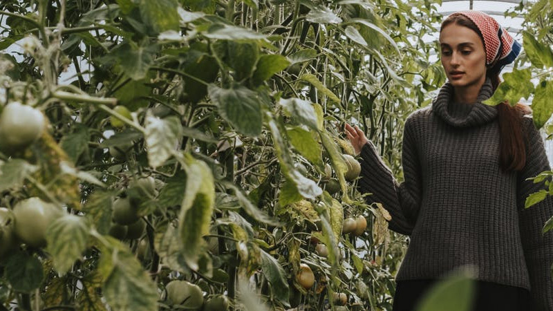 How to Grow Kumato Tomatoes
