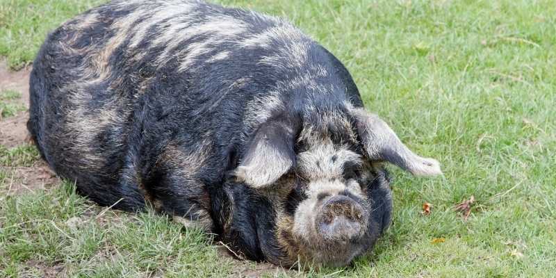 10 Small Pig Breeds that Look Cute Kunekune