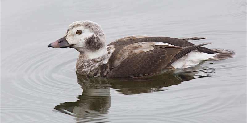 11 Ducks that Can Swim Underwater Long-tailed-duck