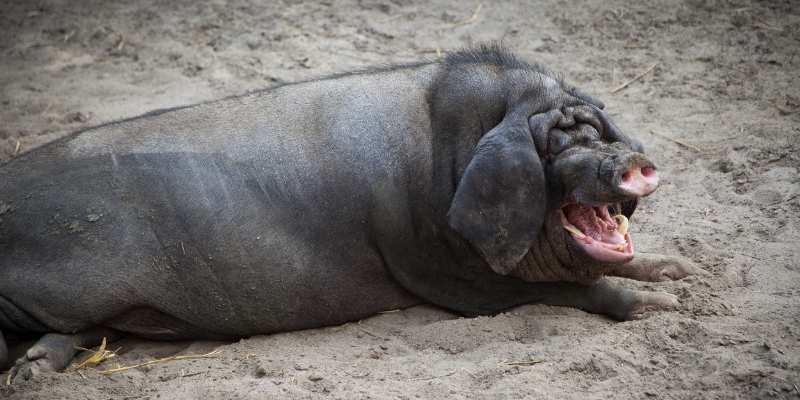 10 Small Pig Breeds that Look Cute Meishan-Pig