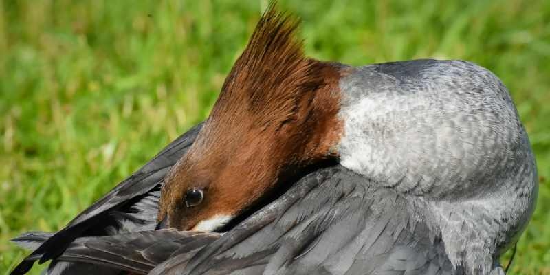 11 Ducks that Can Swim Underwater Merganser