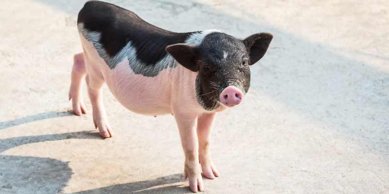 10 Small Pig Breeds that Look Cute Miniature-Pig