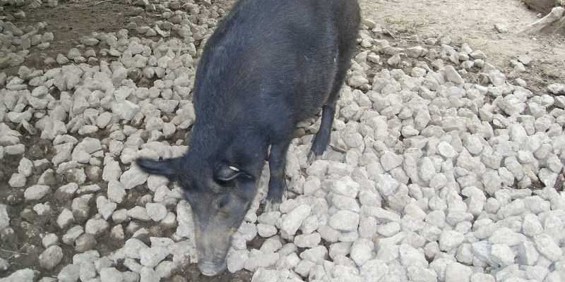 10 Small Pig Breeds that Look Cute Ossabaw-Island-Hog