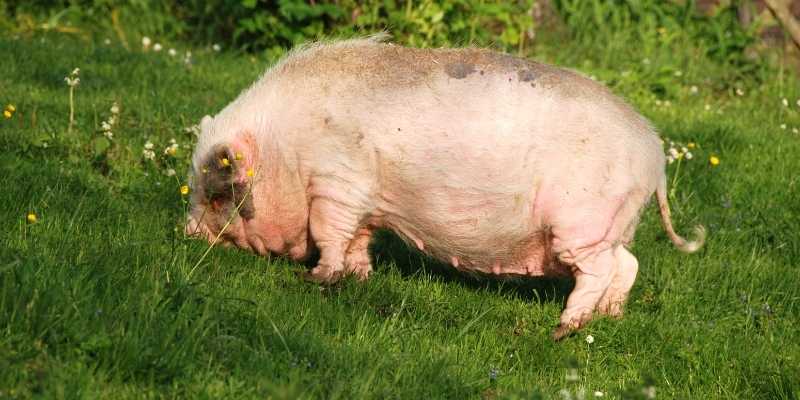 10 Small Pig Breeds that Look Cute Pot-Bellied-Pigs
