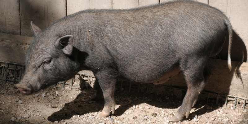 Pot-Bellied-Pigs