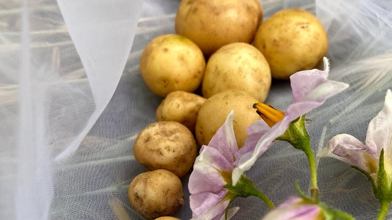 How To Grow Potatoes? [Everything You Need To Know]
