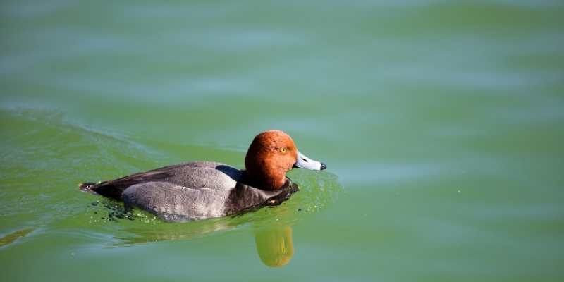 11 Ducks that Can Swim Underwater Redheads