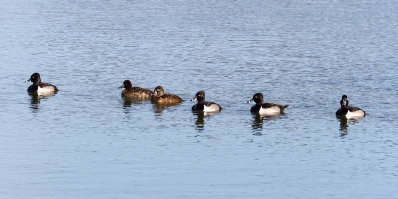 11 Ducks that Can Swim Underwater Ring-necked-duck