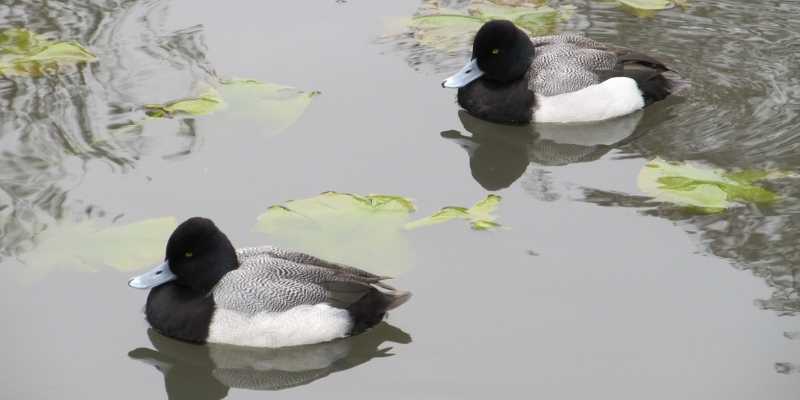 11 Ducks that Can Swim Underwater Scaup