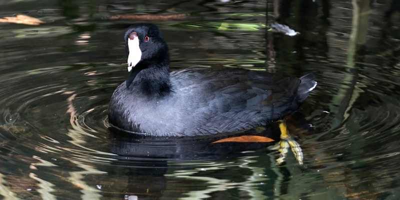 11 Ducks that Can Swim Underwater Scoters