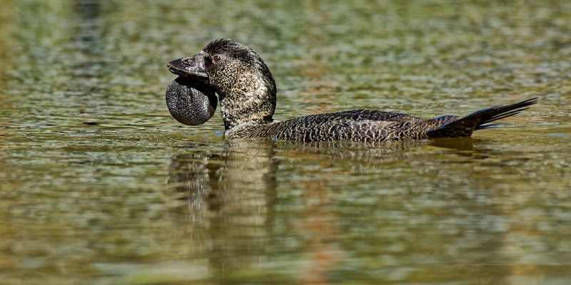 11 Ducks that Can Swim Underwater Stifftail
