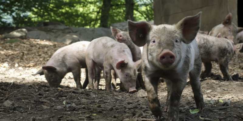 chicken for pigs