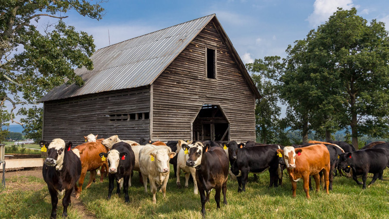 How Do Farm Animals Help Us And What Is Their Use?