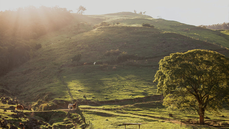 Difference Between Subsistence Farming And Intensive Farming