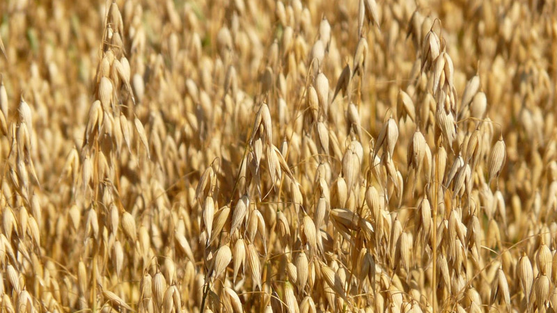 10 Most Grown Crops in the United States 10 Most Grown Crops in the United States