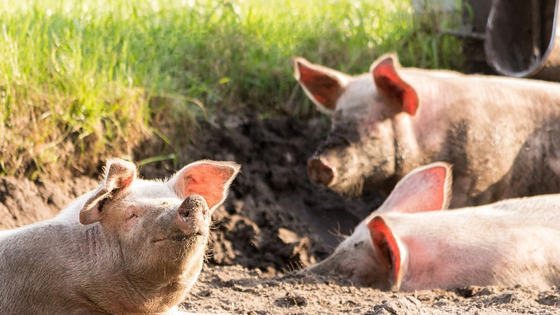 How to Raise Feeder Pigs?