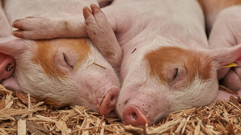 How to Raise Feeder Pigs?