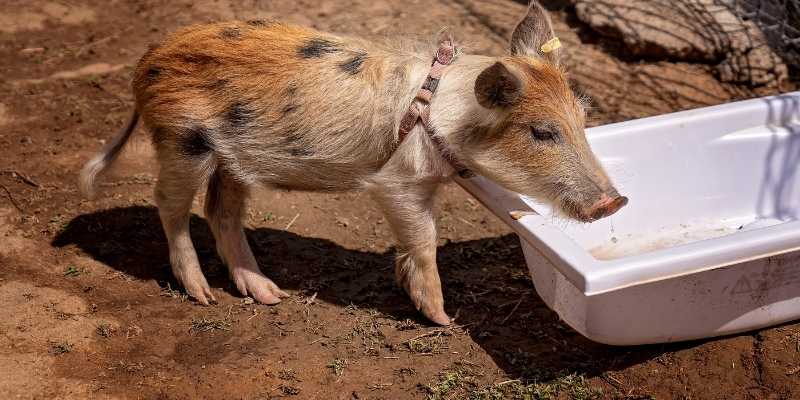 small pig breeds