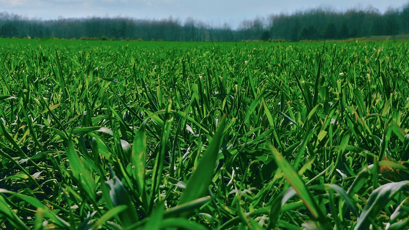10 Most Grown Crops in the United States 10 Most Grown Crops in the United States