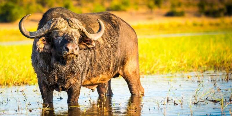 71+ Buffalo Names: Famous & Funny Naming Ideas