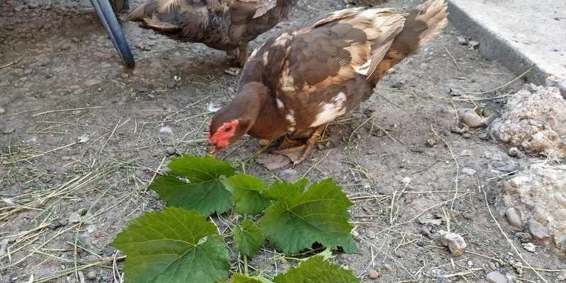Can Ducks Eat Grapes