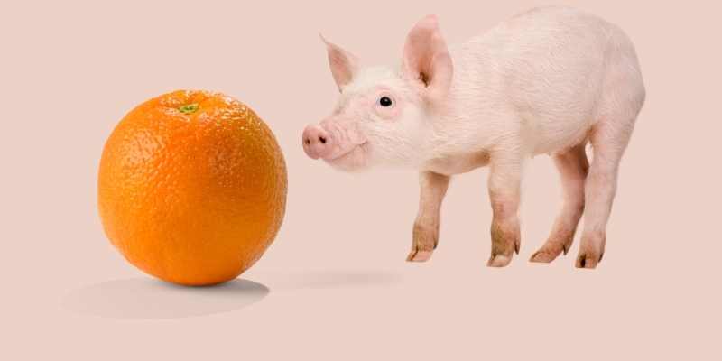 Can Pigs Eat Oranges