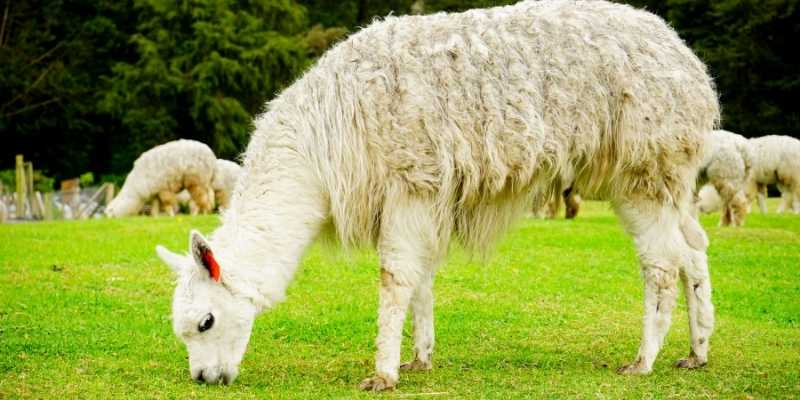 Do Alpacas Eat Carrots