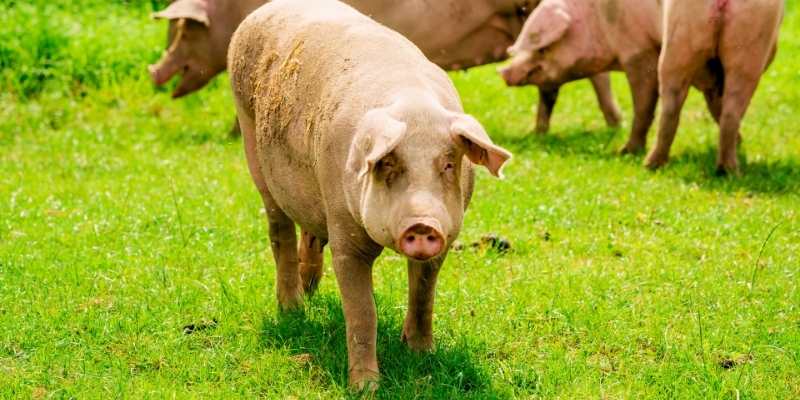 Do Pigs Eat Their Own Poop
