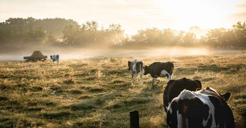 How Many Cows Per Acre Do You Need?