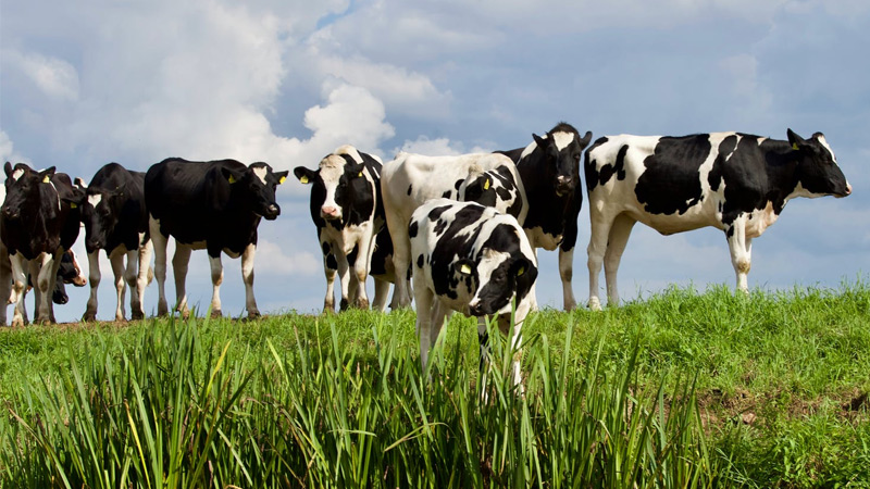 How Many Cows Per Acre Do You Need? 